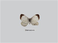 藏品(白雀斑灰蝶)的圖片